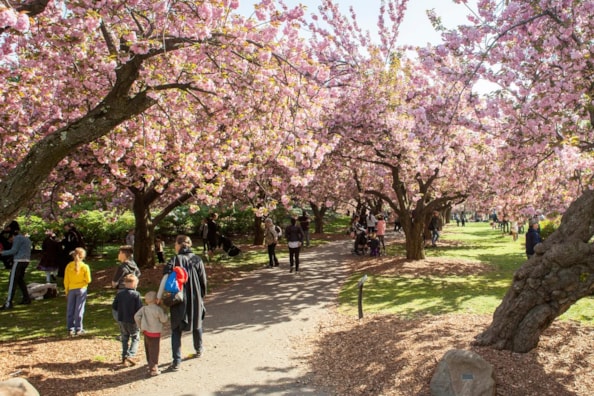 Cherry Blossom Festival, Brooklyn Botanical Garden, New York