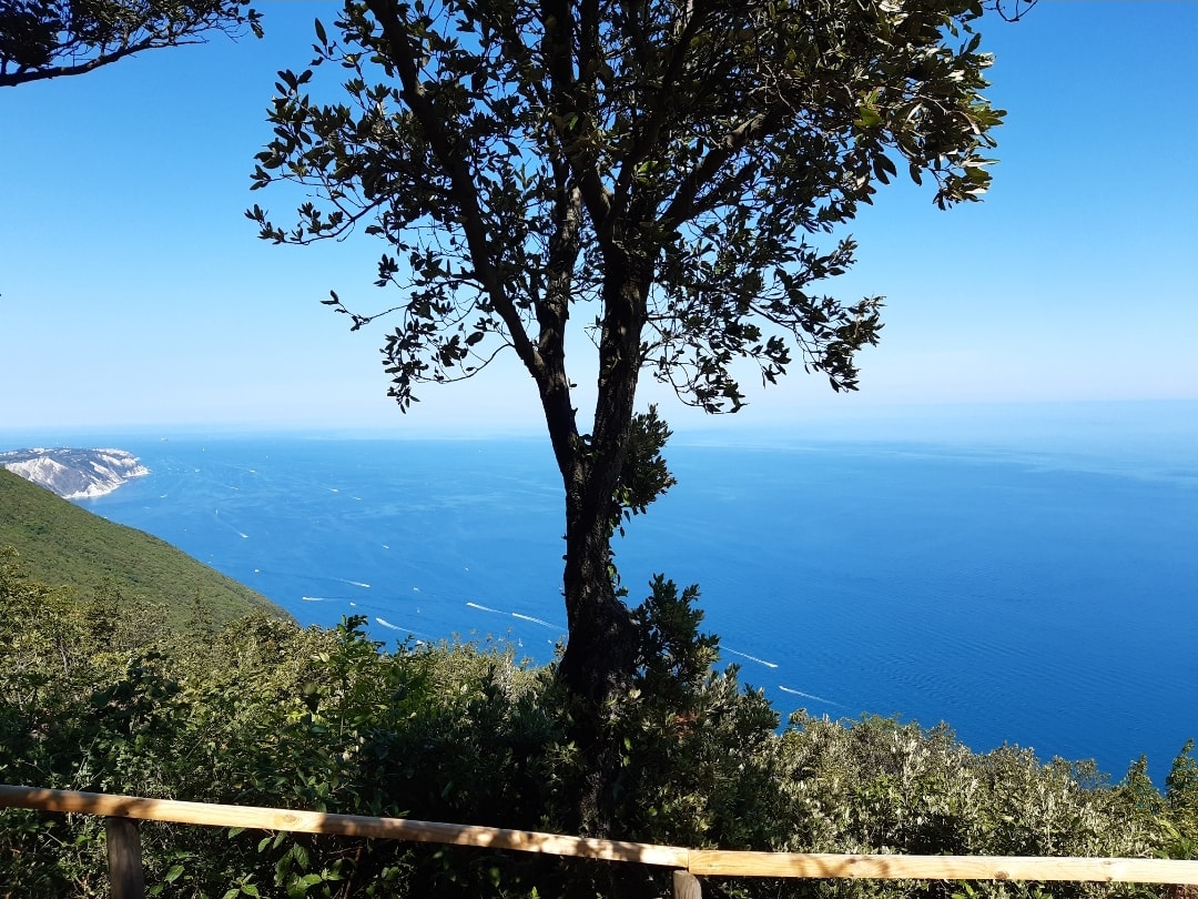 Il ruolo delle istituzioni e delle banche nell'emergenza Covid. Il caso Marche