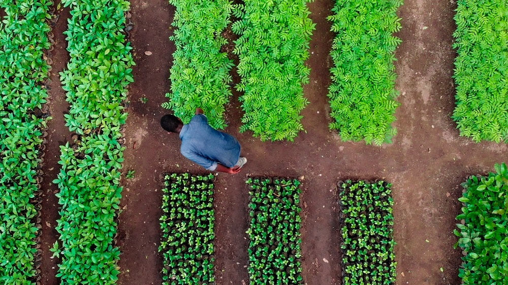 Una piantagione di Treedom in Tanzania