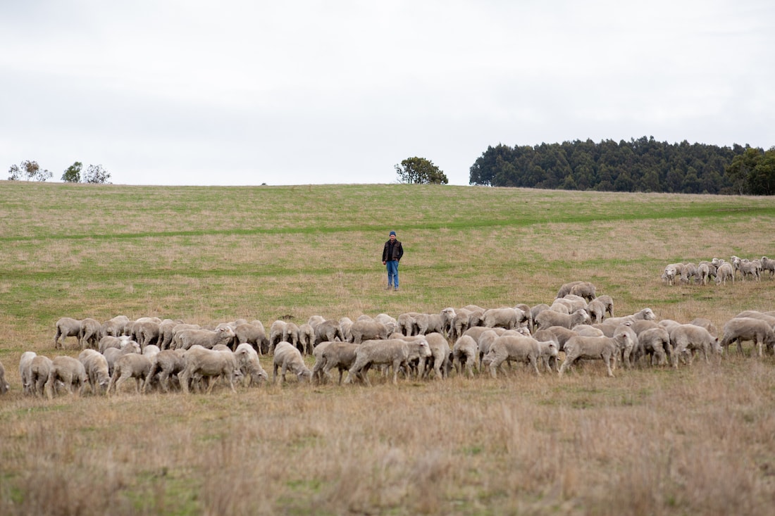 Un'immagine della campagna Merino wool - Made by nature di Zegna Baruffa lane Borgosesia e The Woolmark company (courtesy Zegna Baruffa)