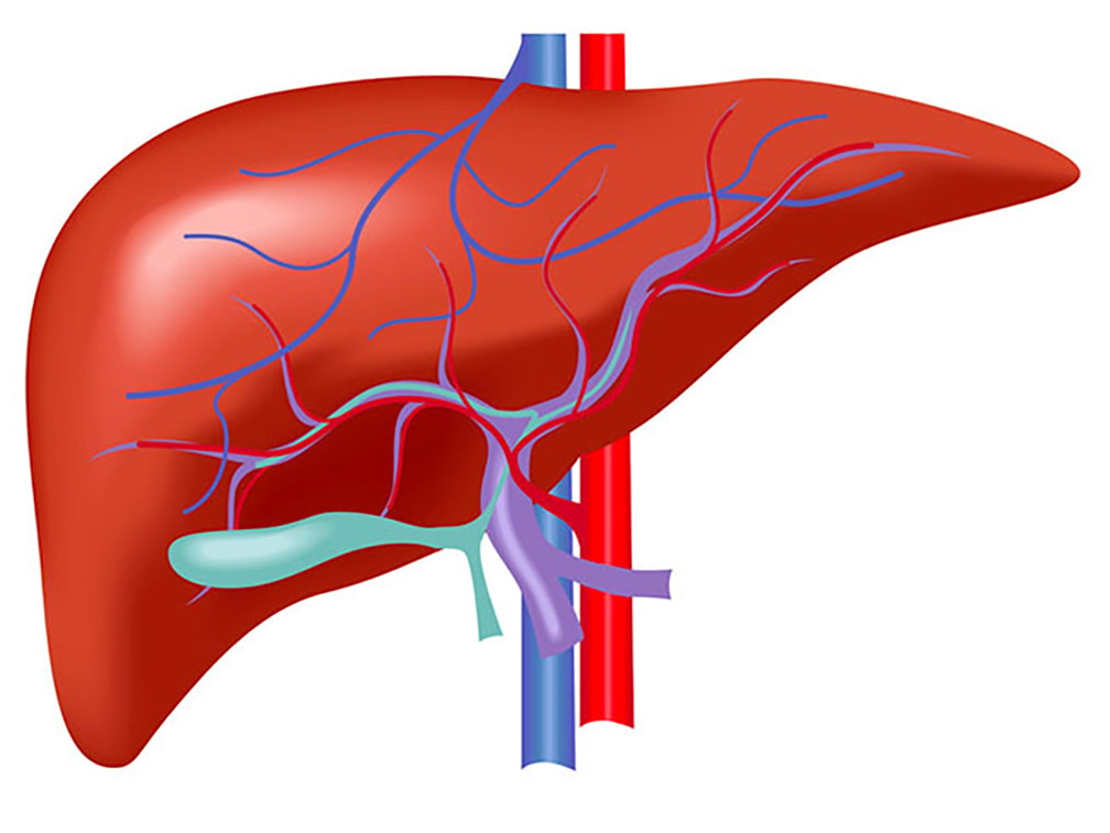 Durvalumab più chemioterapia per il tumore delle vie biliari avanzato