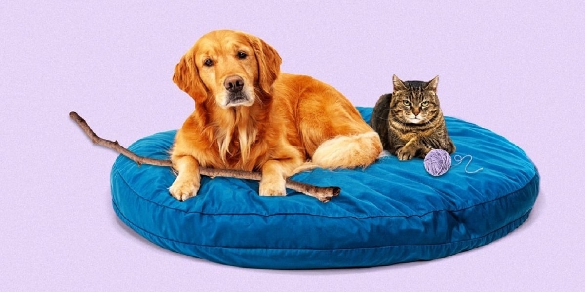 Con l’inflazione anche mantenere un animale domestico diventa un lusso: i padroni rinunciano a spa per cani e cibo di qualit&agrave;