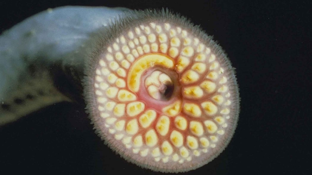 Una creatura vampiresca nei Great Lakes americani spaventa pescatori e turisti