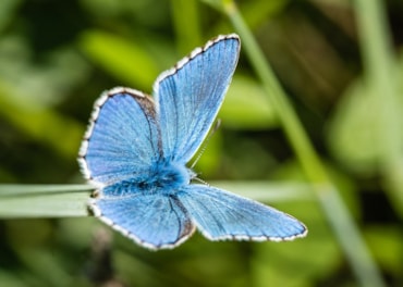 Da Vontobel un nuovo certificato per investire sulla tutela della biodiversità