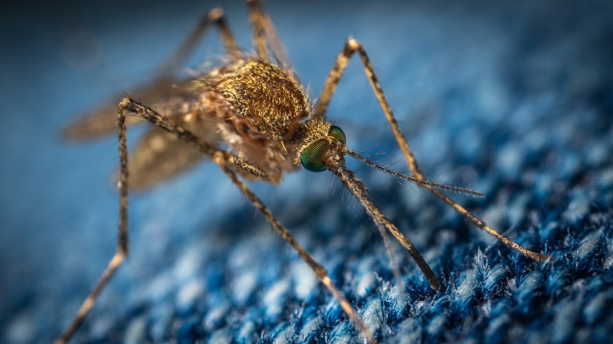 Pronto un vaccino ad ampia protezione contro la Dengue