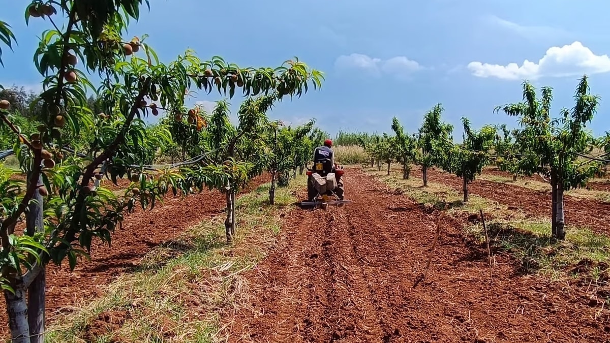 Un’immagine dell’Apulia regenerative cotton project (courtesy Giorgio Armani)