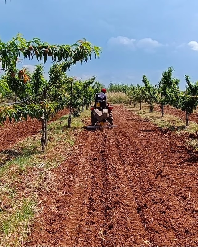 Un’immagine dell’Apulia regenerative cotton project (courtesy Giorgio Armani)