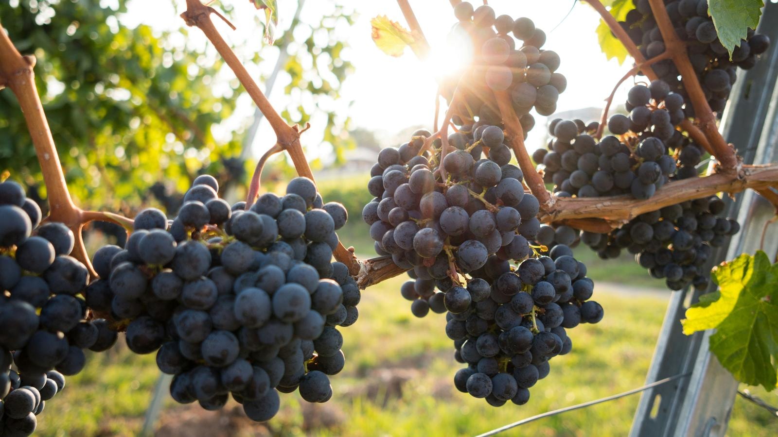 Vino, quasi 30 anni di successi. Dal Brunello di Montalcino ai piemontesi, come i prodotti italiani hanno conquistato le aste 