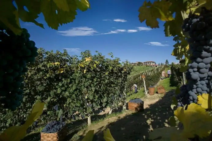 La vendemmia al vigneto Le Rocche di Bruno Giacosa nelle Langhe.