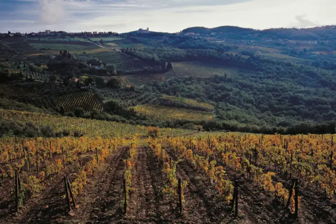 I vigneti di Castellare di Castellina nel Chianti.