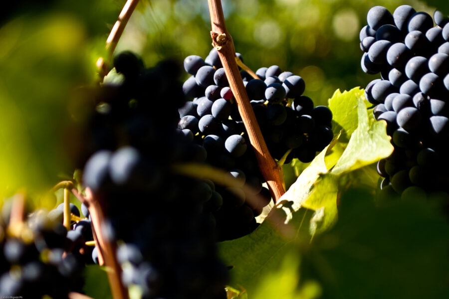 Le uve Sangiovese dei vigneti di Castellare di Castellina.