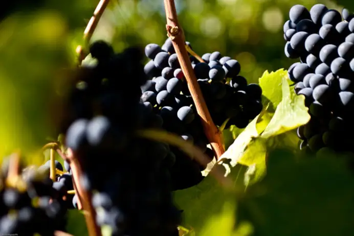 Le uve Sangiovese dei vigneti di Castellare di Castellina.