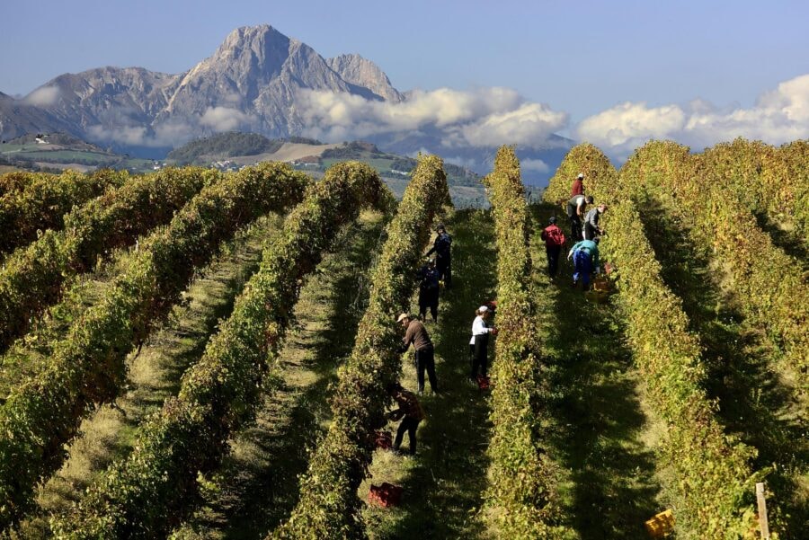 La top 50 dei vini bianchi italiani del 2024
