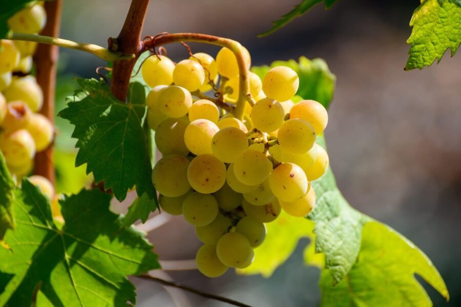 La top 50 dei vini bianchi italiani del 2024