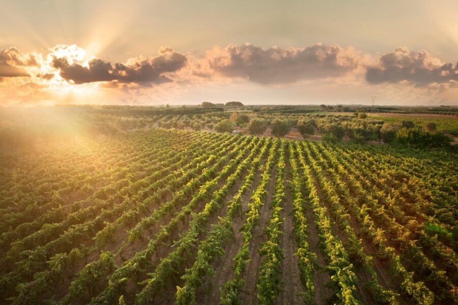 La top ten dei rosé