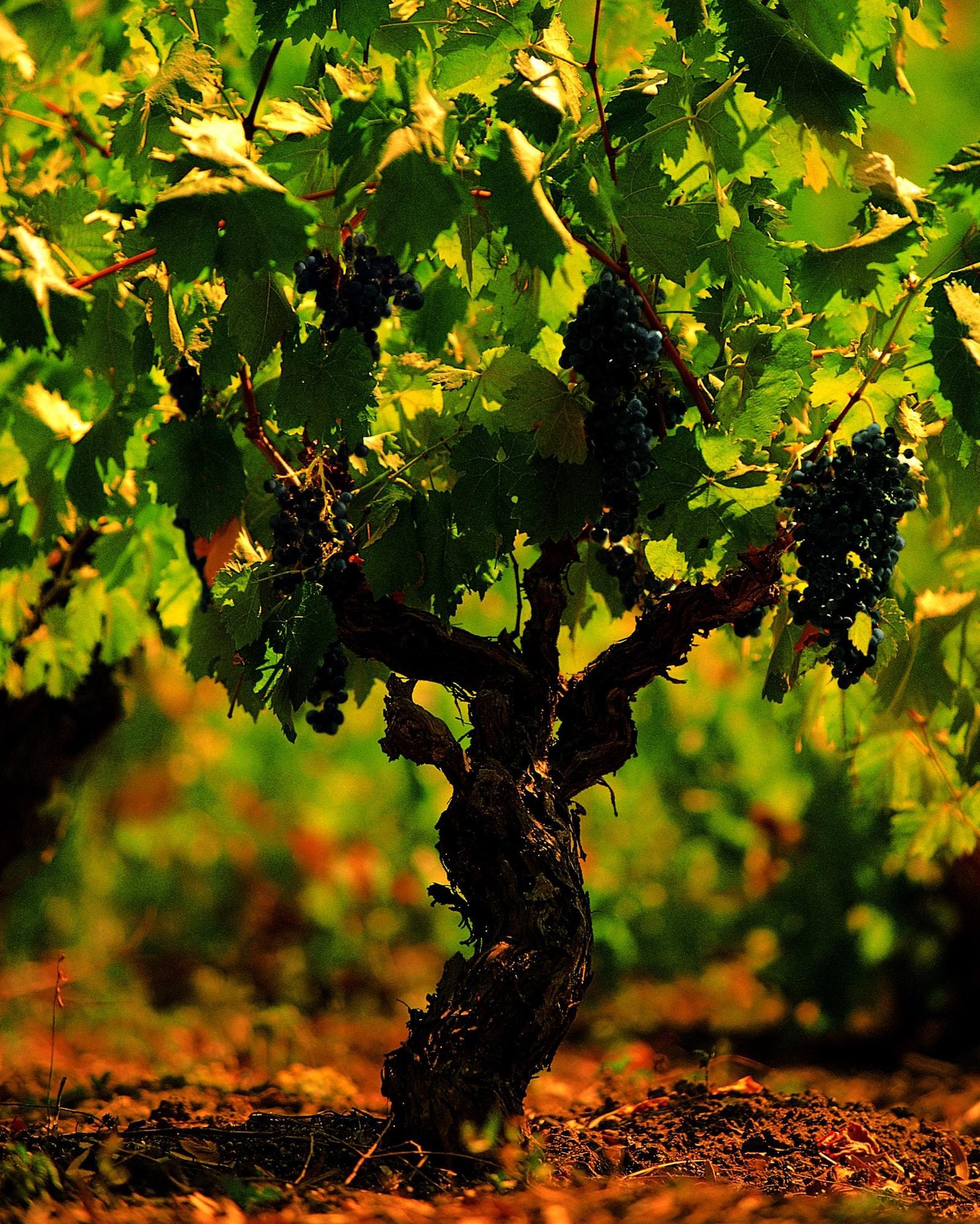 Sicilia en Primeur, un’ottima ventennale annata
