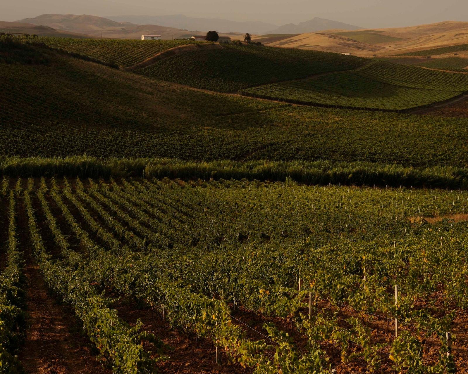 Sicilia en Primeur, un’ottima ventennale annata