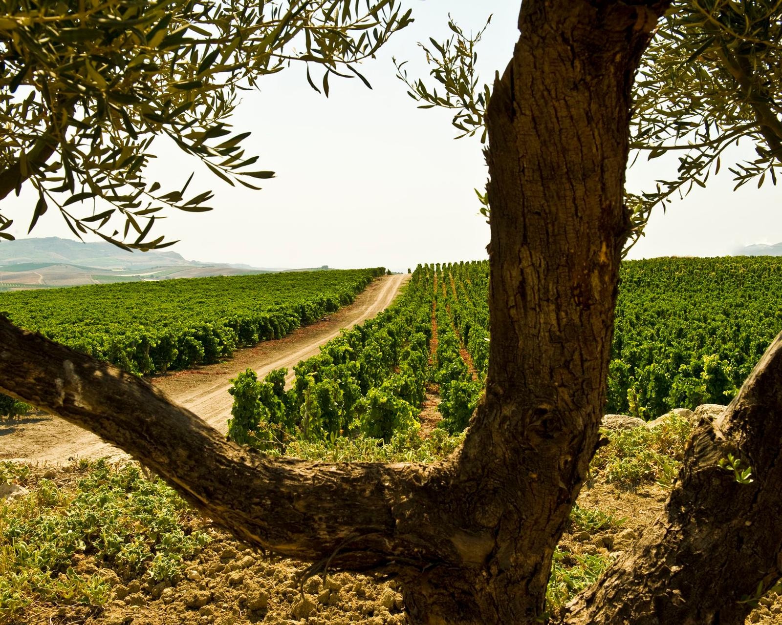 Sicilia en Primeur, un’ottima ventennale annata