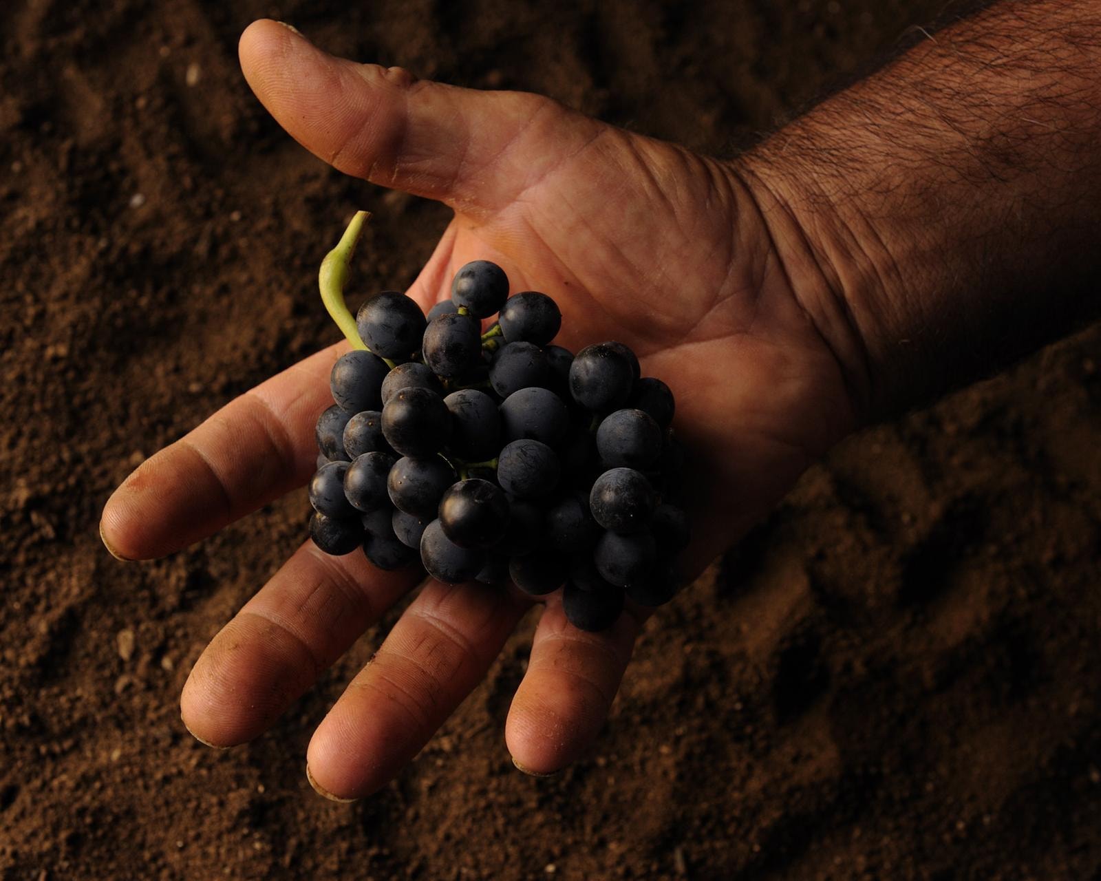 Sicilia en Primeur, un’ottima ventennale annata