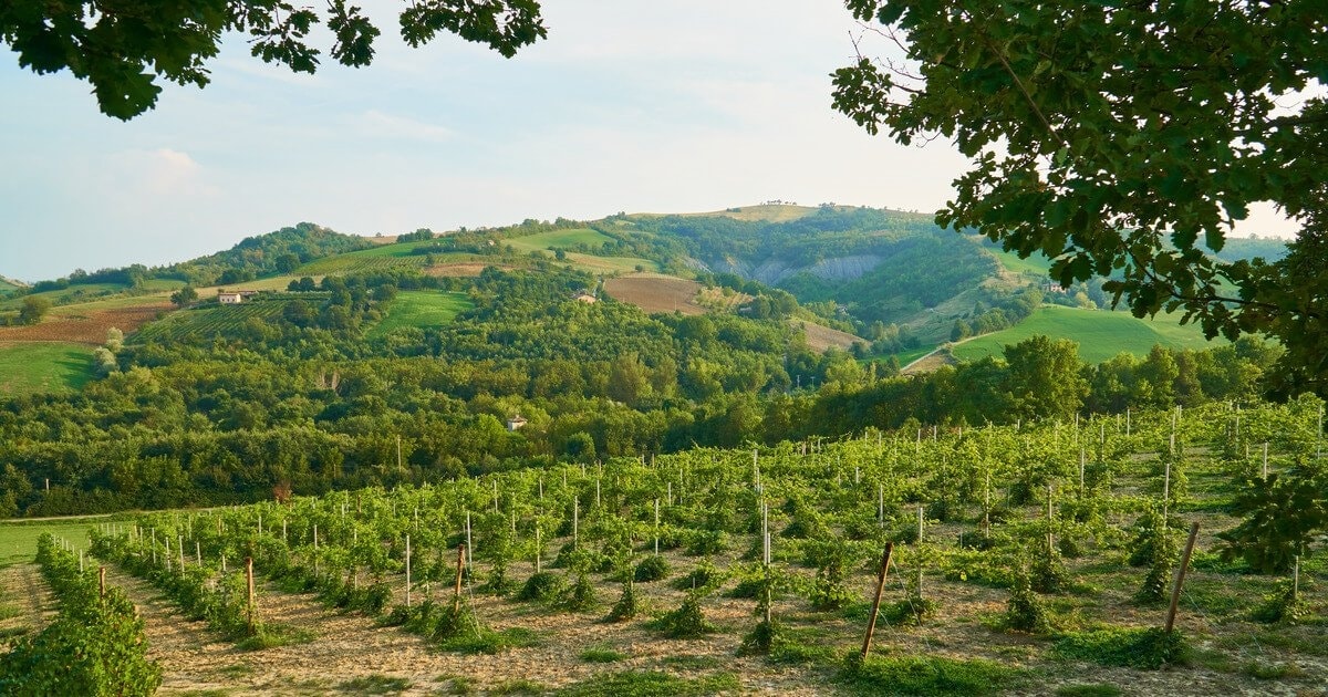 Top Vini 2024: le eccellenze di Romagna