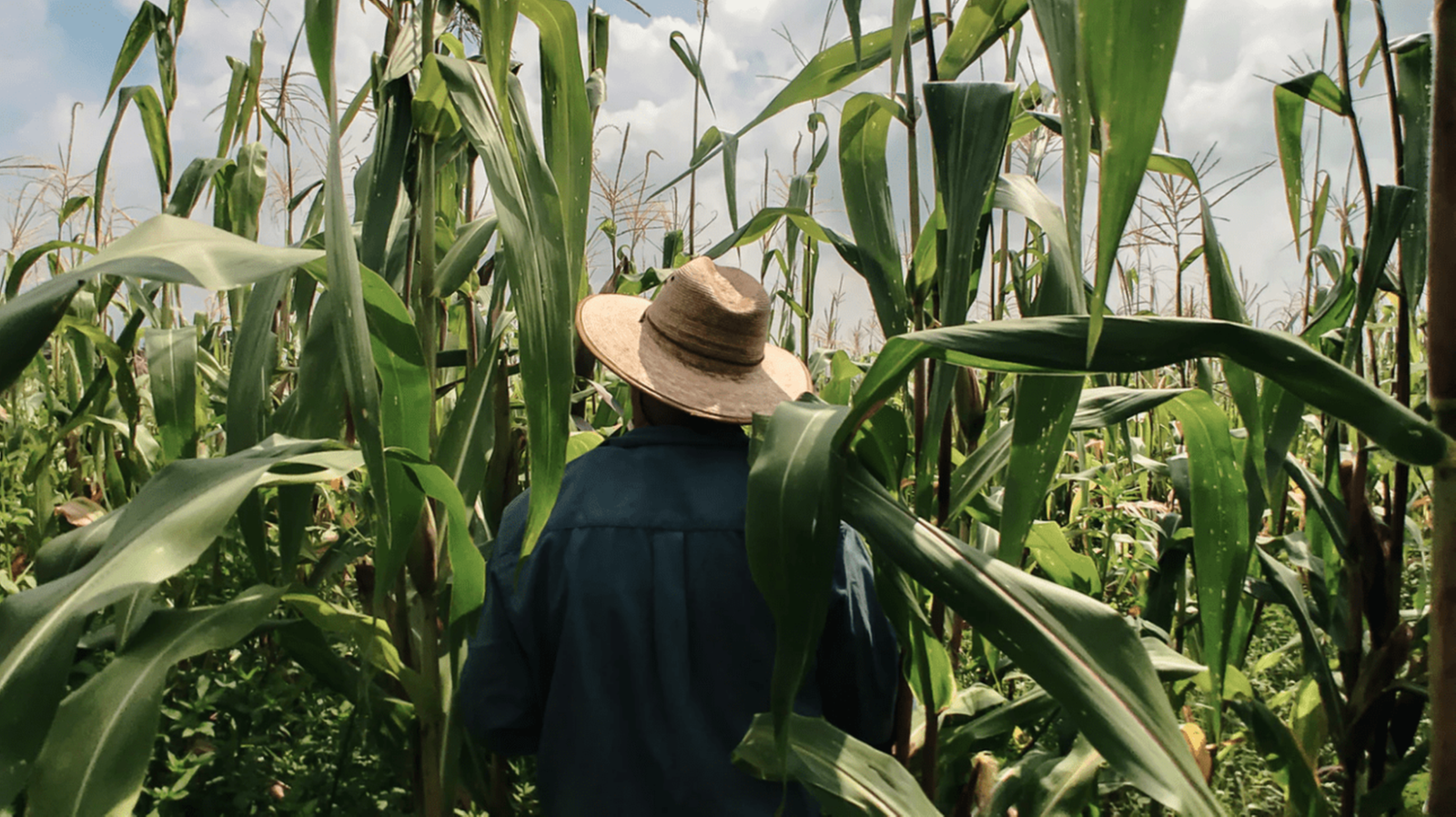 Una piantagione di cotone (courtesy Textile exchange)