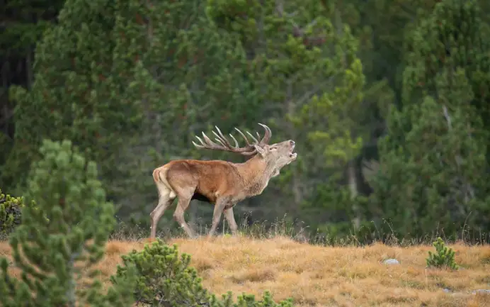 Fuga autunnale. Le 3 migliori destinazioni per godersi il foliage tra Dolomiti e Valtellina
