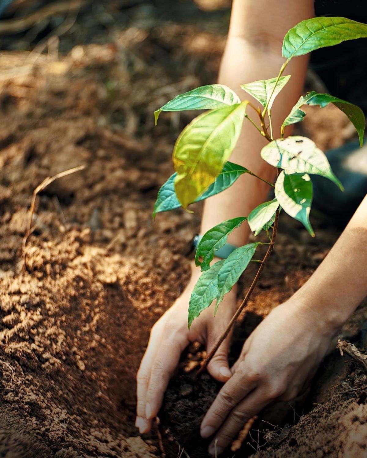 Uno scatto del progetto Plant for life di Yves Rocher (courtesy Yves Rocher)