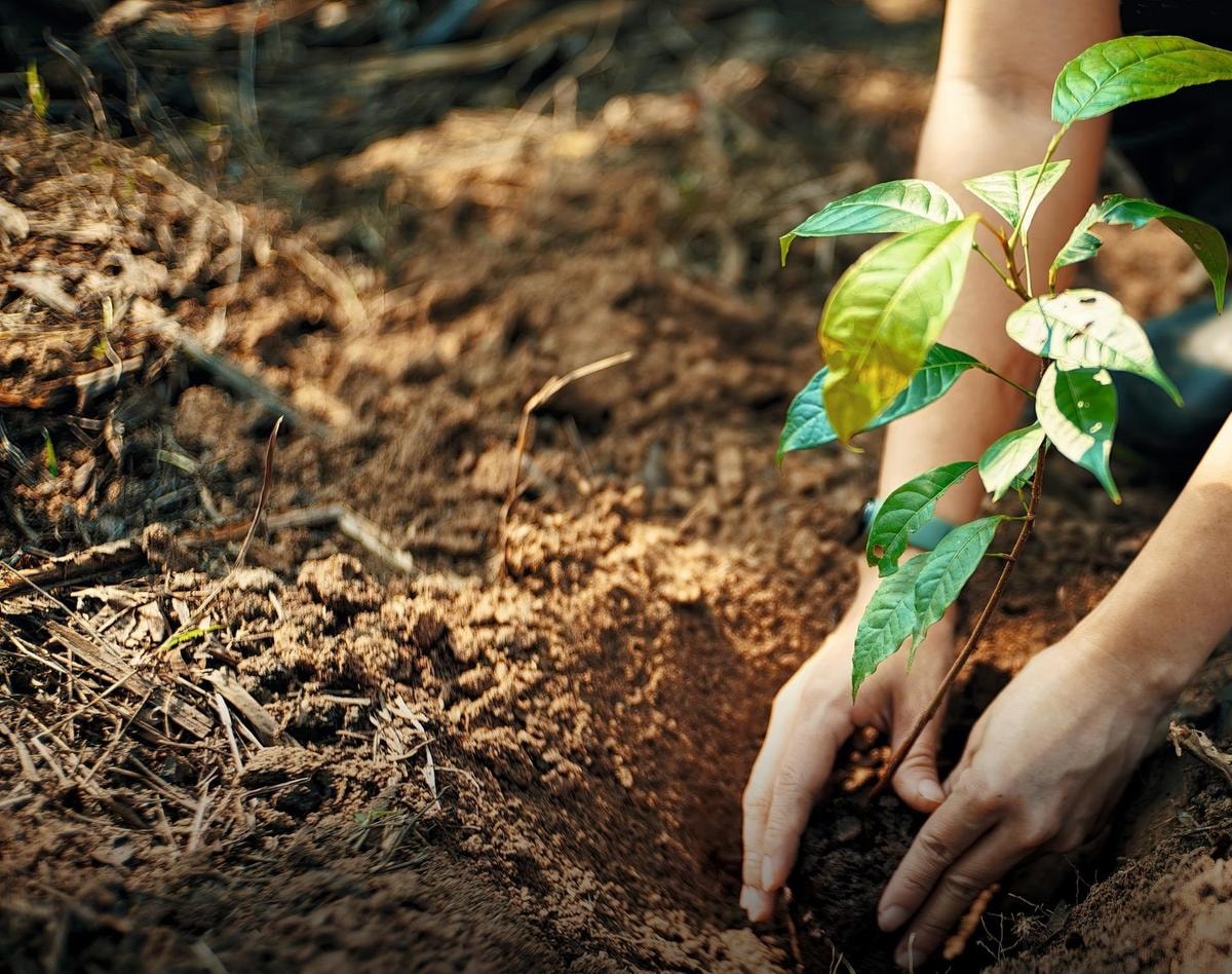 Uno scatto del progetto Plant for life di Yves Rocher (courtesy Yves Rocher)