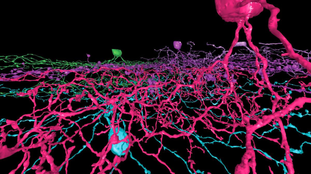 Un frammento di Connectomics, mappa in 3D delle connessioni del cervello umano