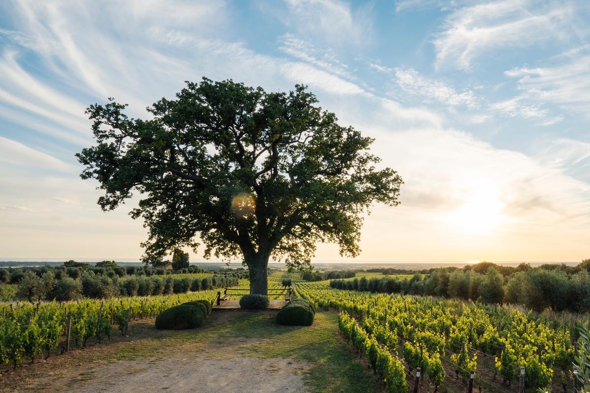La Top 100 dei vini rossi italiani 2025