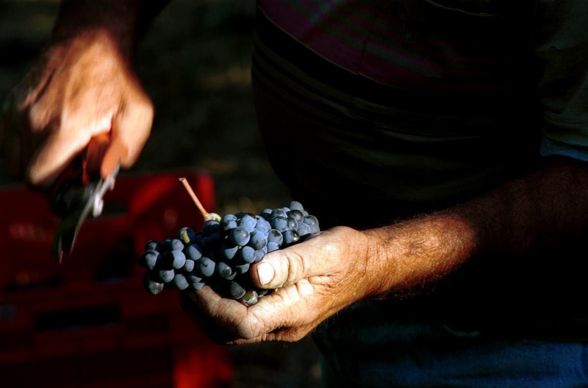 ITALY / Umbria / Montefalco 

Cantine Caprai / Vendemmia 2003

© Daniele Mattioli 