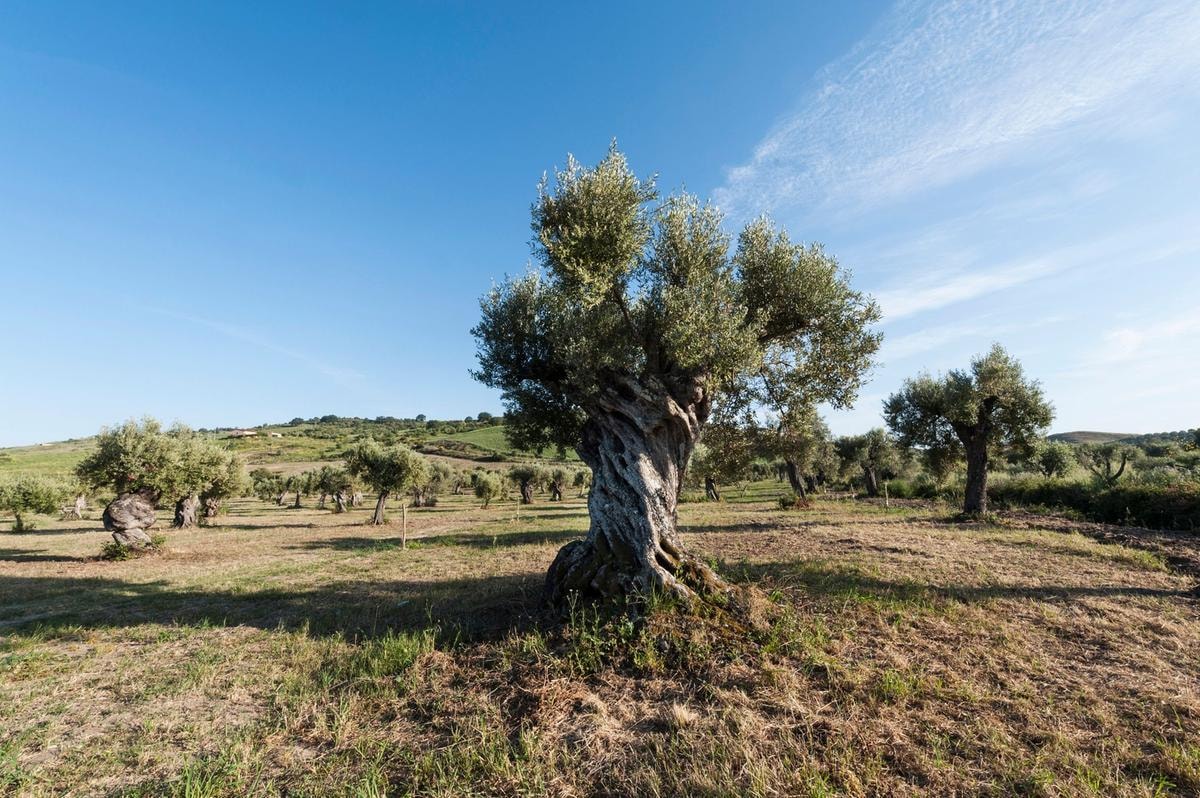 Olio di vino. Le 10 migliori etichette di extravergine d’oliva dei grandi produttori italiani
