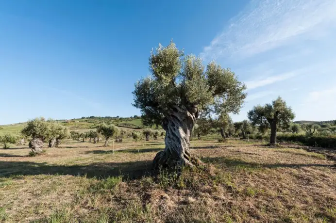Olio di vino. Le 10 migliori etichette di extravergine d’oliva dei grandi produttori italiani