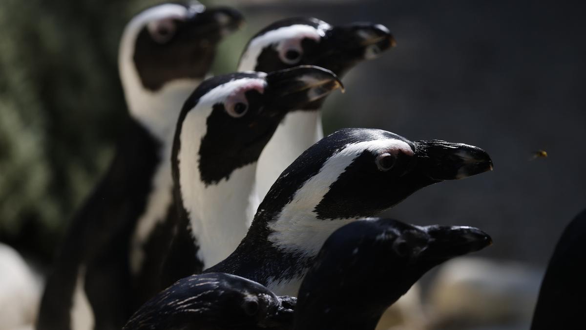 Dazi, ecco perché Trump ha tassato anche i pinguini delle isole Heard e McDonald