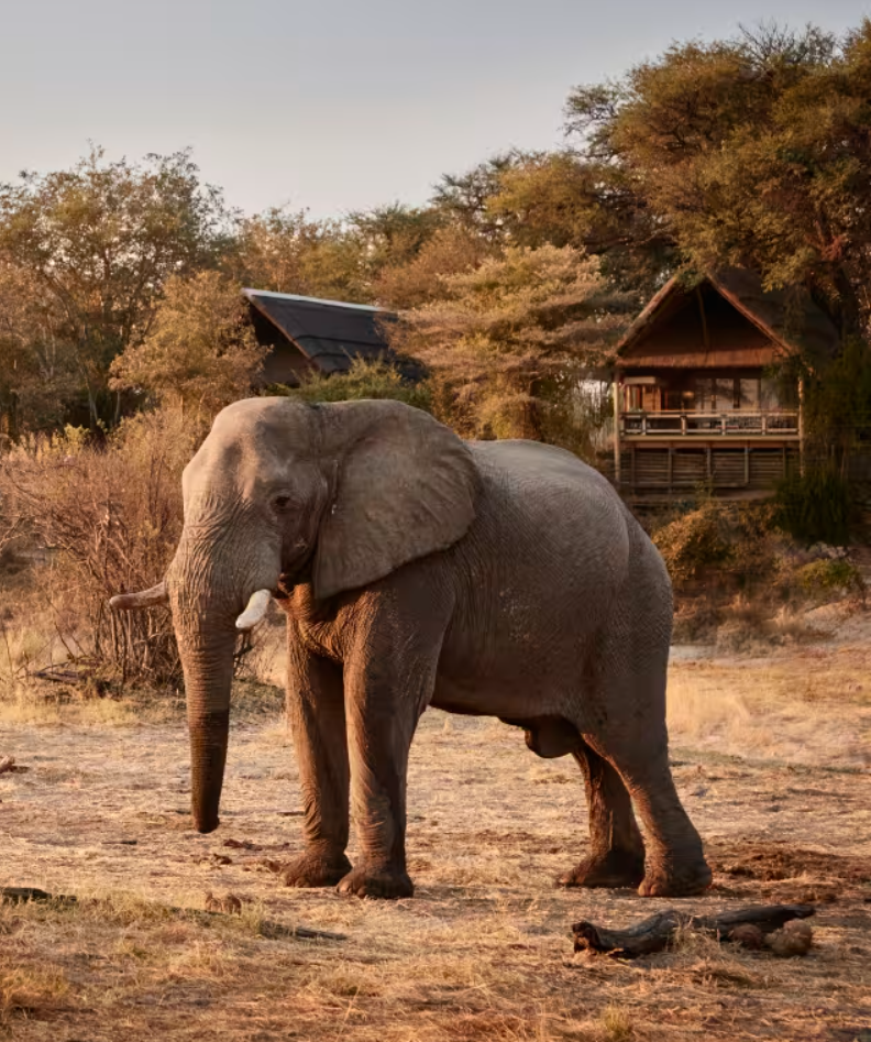 Safari in Africa: i 5 lodge da provare