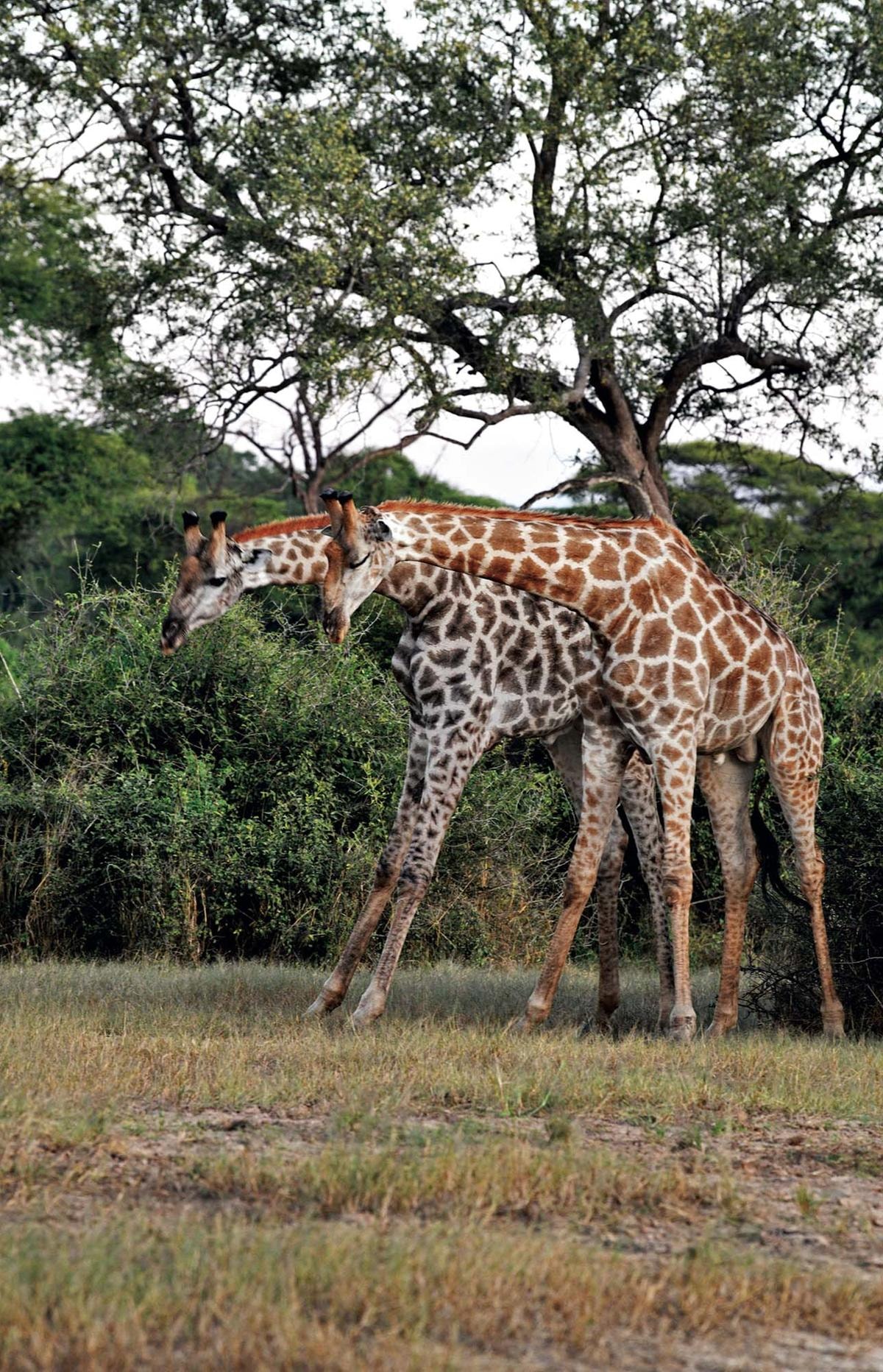 African Adventures, the greatest safari on the earth