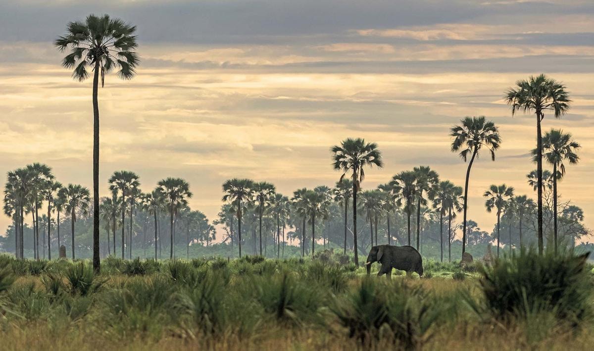 African Adventures, the greatest safari on the earth