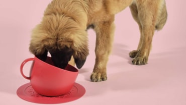 Le 10 meraviglie del Pet-techLe 10 meraviglie del Pet-techLe 10 meraviglie del Pet-techLe 10 meraviglie del Pet-tech