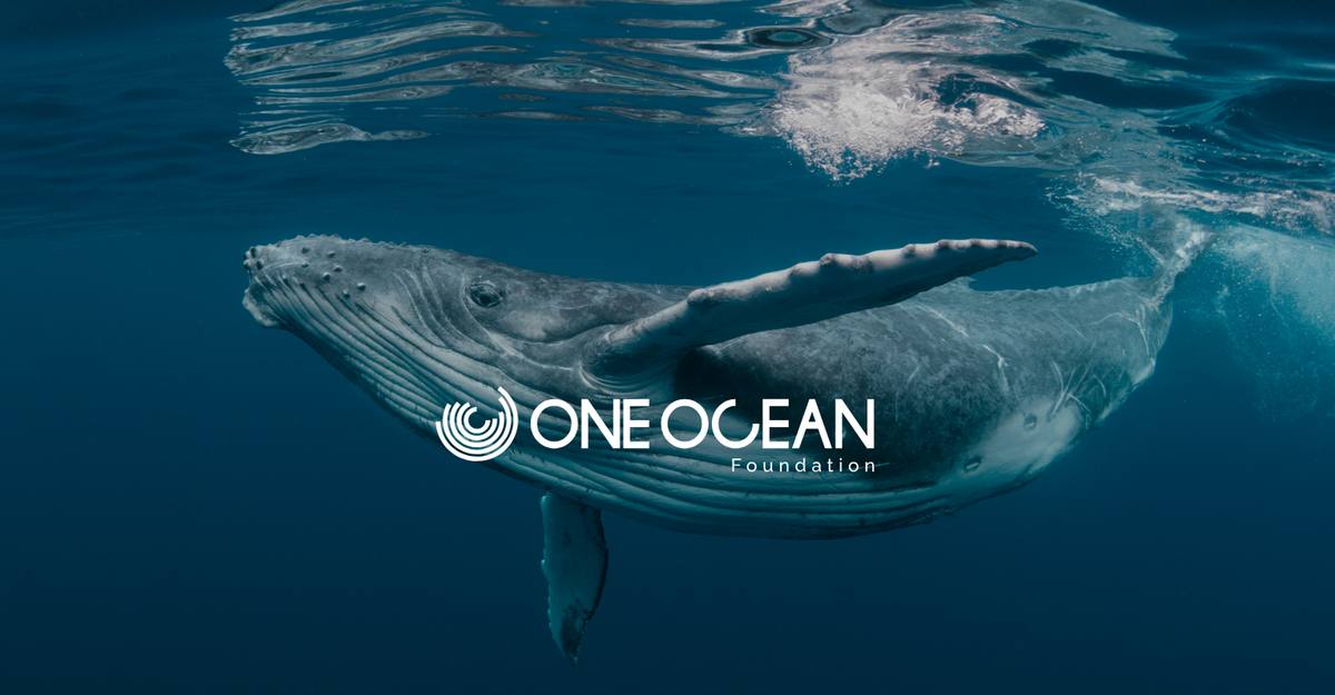 One Ocean Week Milano 2025: tutti gli appuntamenti in blu