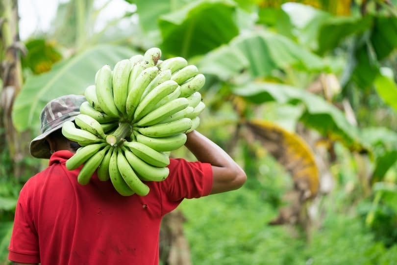 Chiquita licenzia tutti i lavoratori a Panama dopo le proteste e chiude la produzione