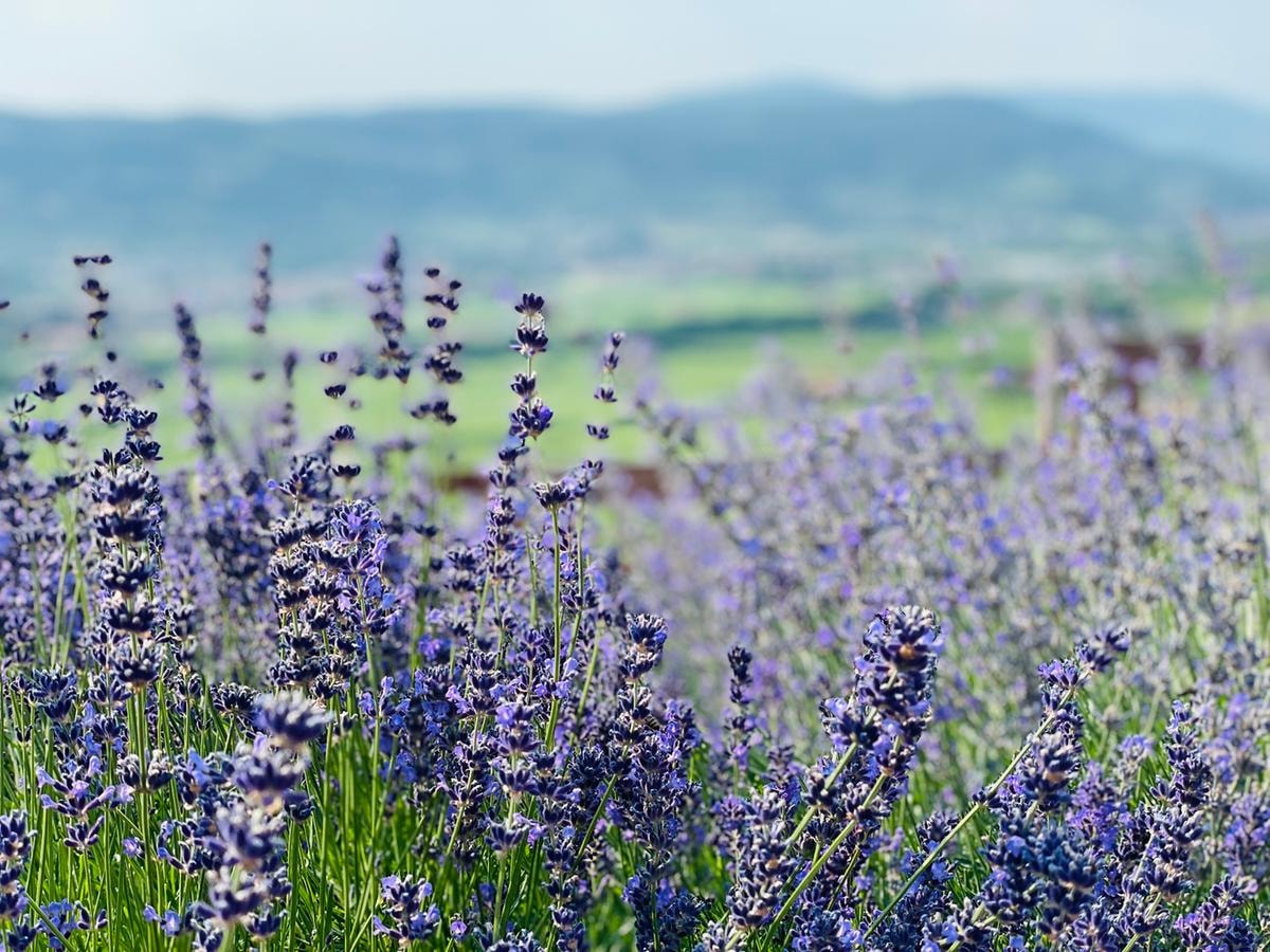 Erbe, miele, vino e stelle: come nasce un ecosistema agricolo che cura anche l’anima