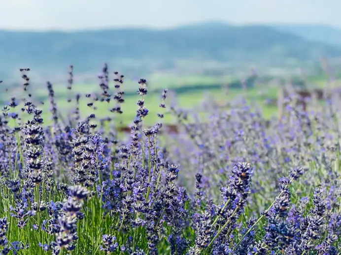Erbe, miele, vino e stelle: come nasce un ecosistema agricolo che cura anche l’anima