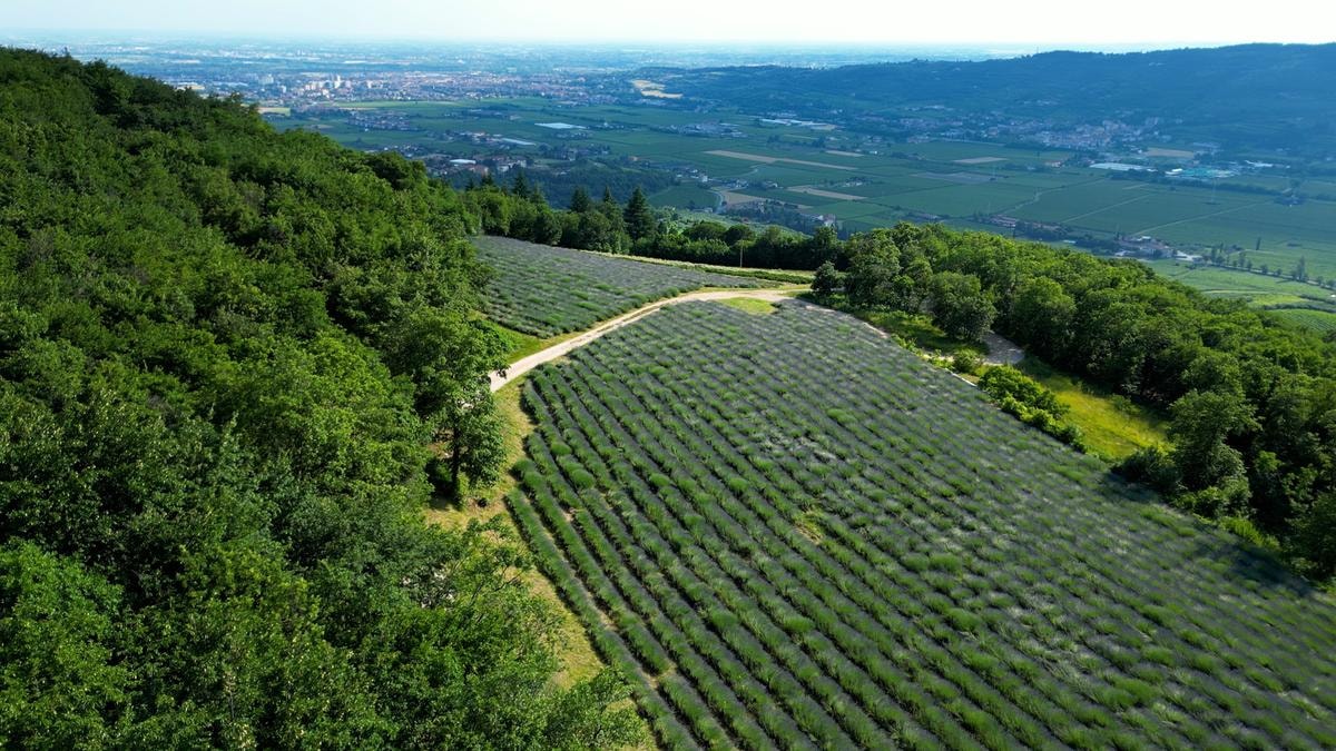Erbe, miele, vino e stelle: come nasce un ecosistema agricolo che cura anche l’anima