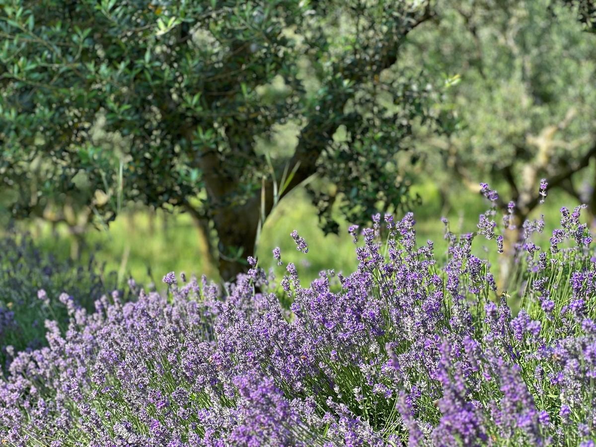 Erbe, miele, vino e stelle: come nasce un ecosistema agricolo che cura anche l’anima