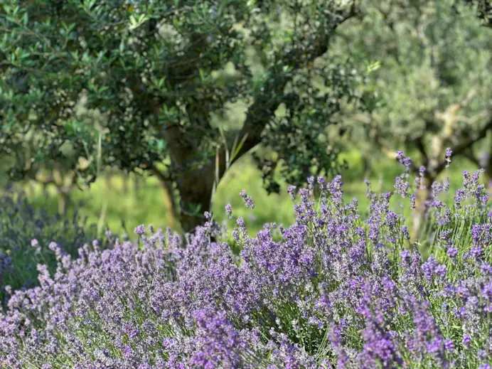 Erbe, miele, vino e stelle: come nasce un ecosistema agricolo che cura anche l’anima