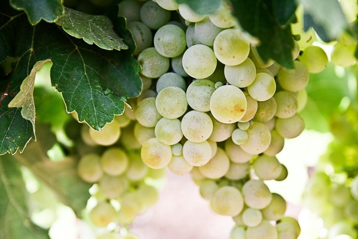 I 50 vini bianchi top d’Italia: duello al vertice tra un mito del Friuli e una rarità altoatesina