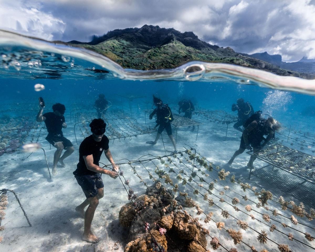 I Coral Gardeners al lavoro.