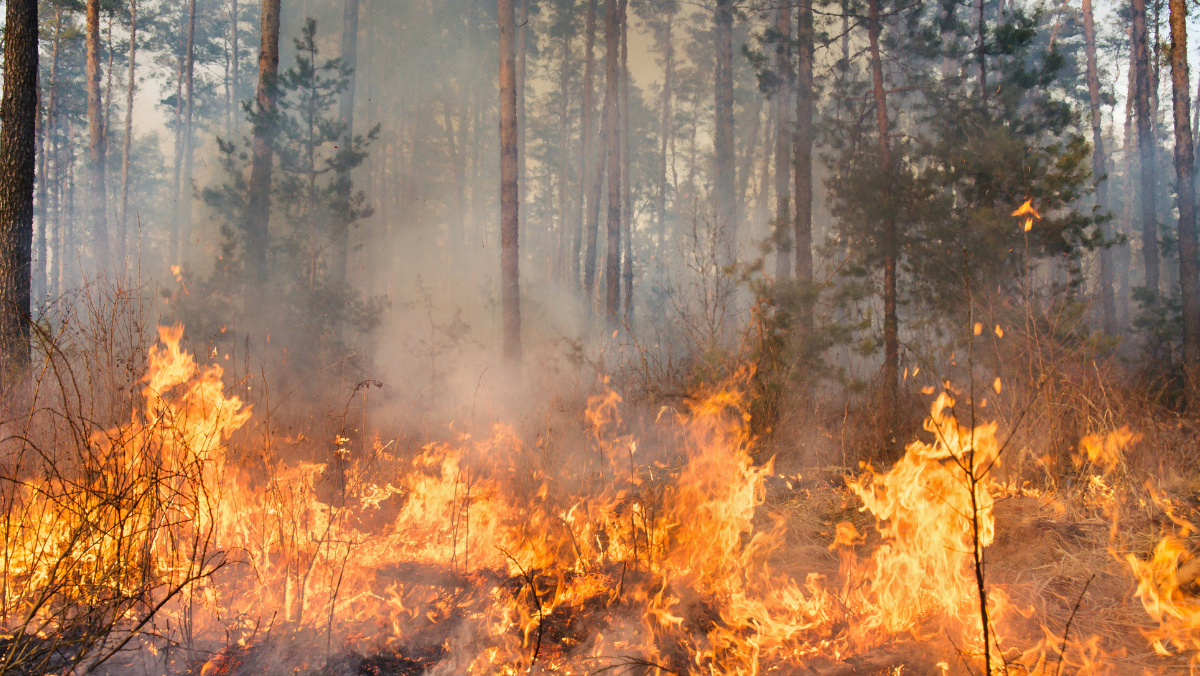 Incendio boschivo