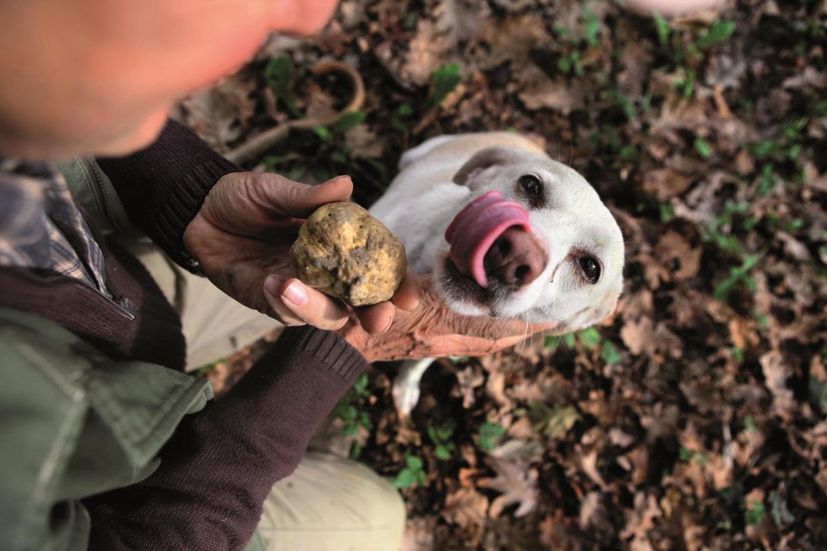 Ad Alba, ma non solo, per la Fiera Internazionale del Tartufo