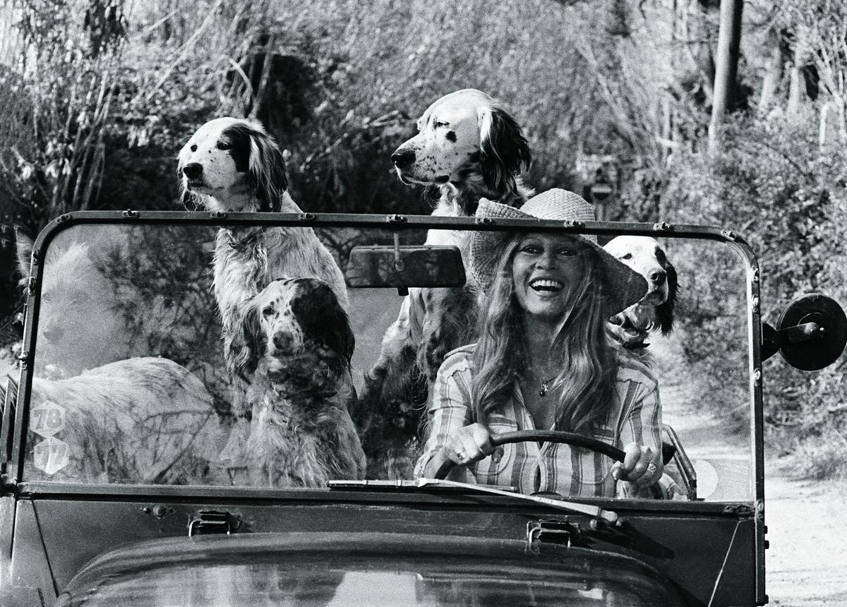 UNSPECIFIED FRANCE - APRIL 24: Brigitte Bardot with her dogs driving a Mini Moke on April 24,1980 in France. (Photo by Michou Simon/Paris Match via Getty Images)
